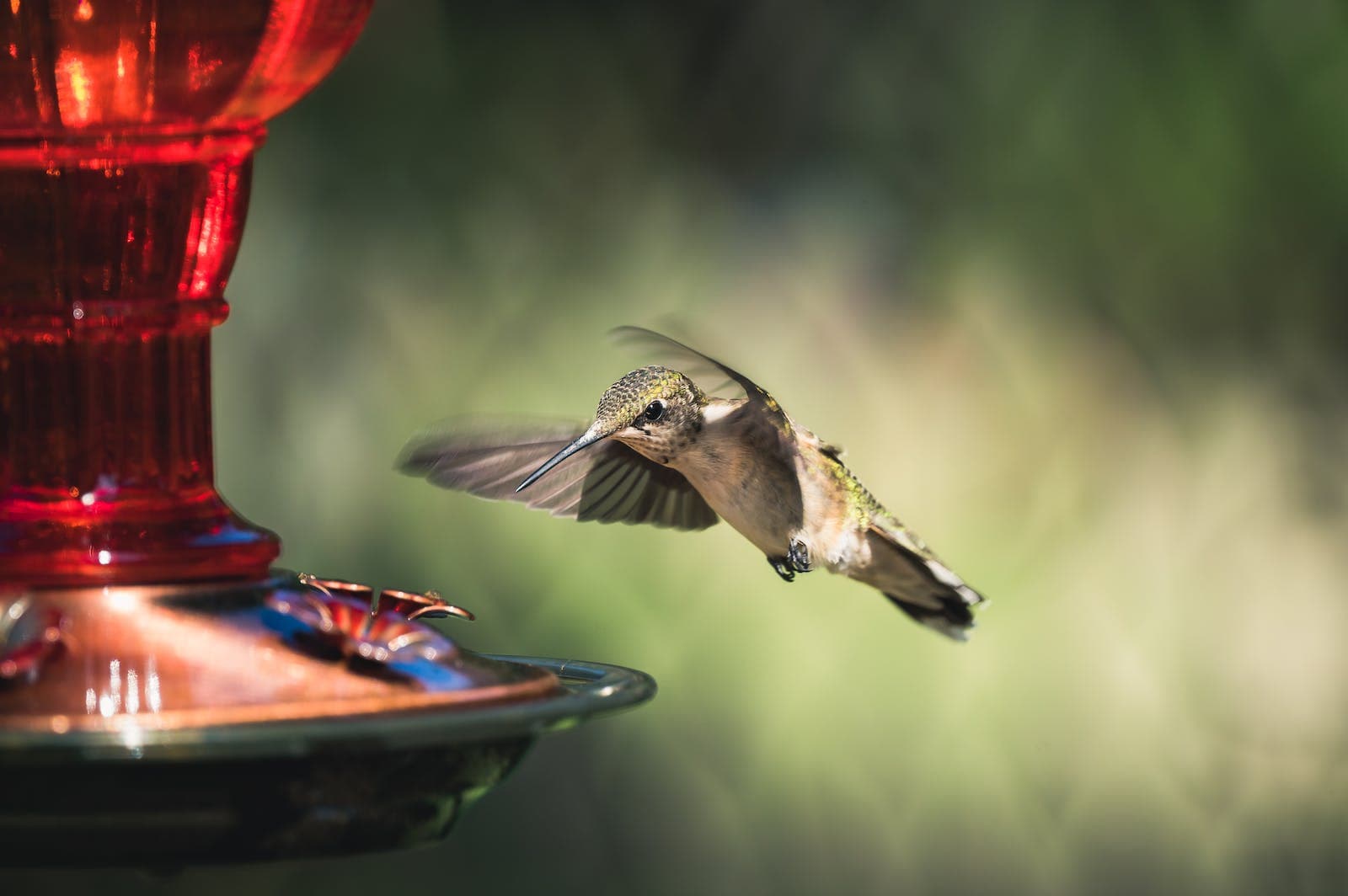 een colibri vliegt naar een voerbak