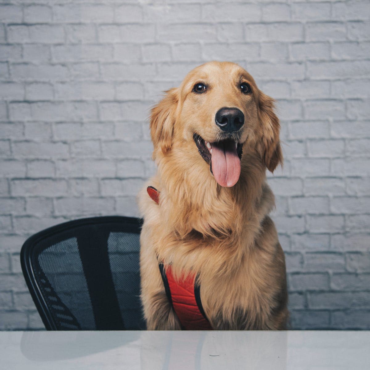 een golden retriever zit op een bureaustoel met tong uit de bek