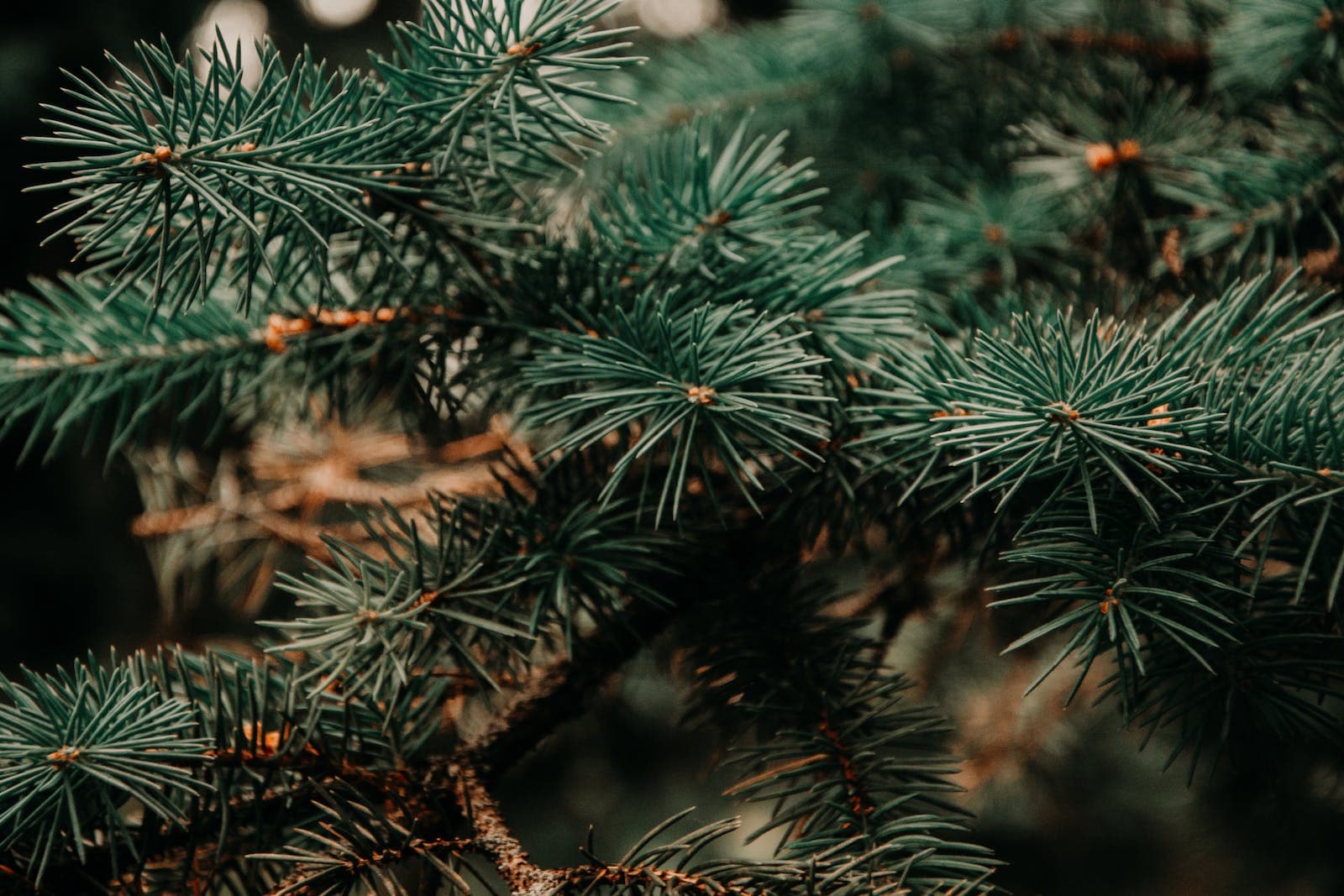 Echte of neppe kerstboom?