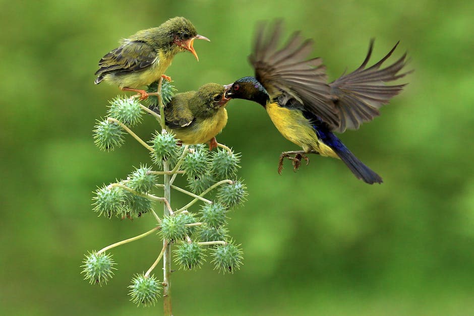 Moeder vogel voedt haar jong