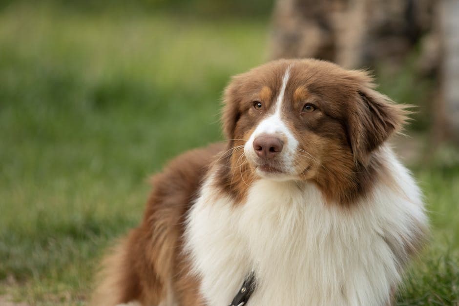 Een Australische Herder met Harige Vacht
