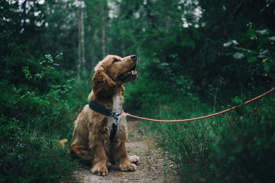 Engelse Cocker Spaniel Pup zittend op de grond naast gras
