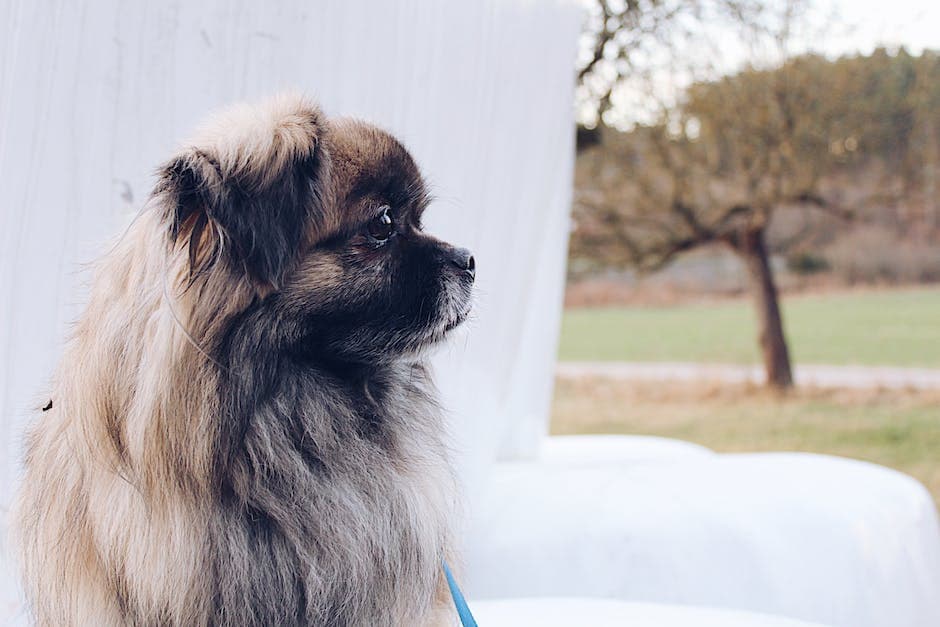 Bruine Pekingees