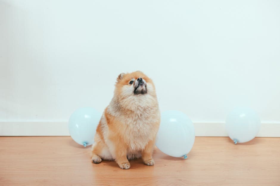 Een nieuwsgierige Pomeranian puppy die omhoog kijkt