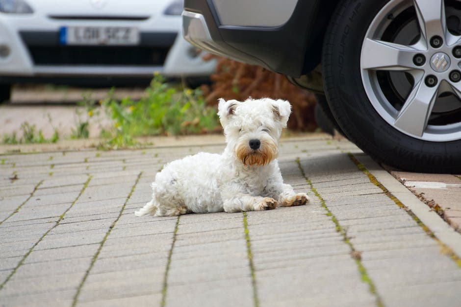 Een West Highland White Terrier
