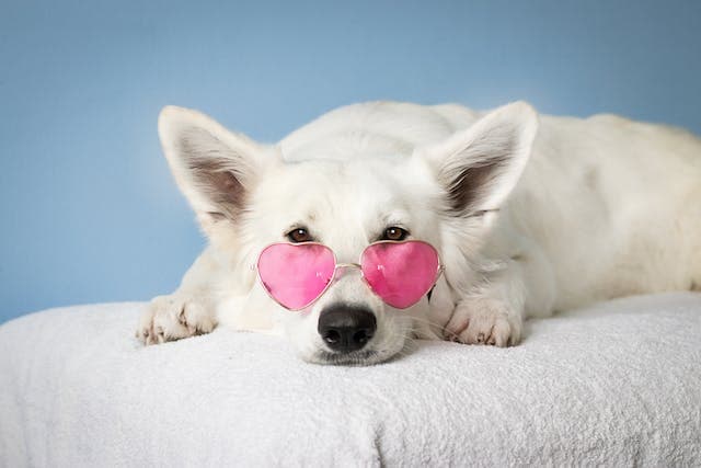 De voor- en nadelen van het hebben van een hond