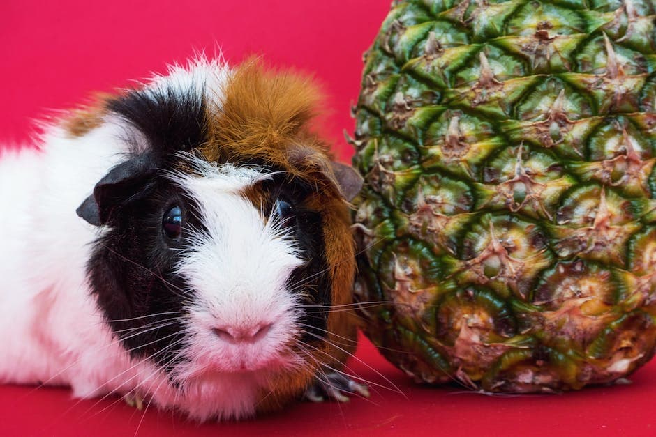 Cavia naast een ananas