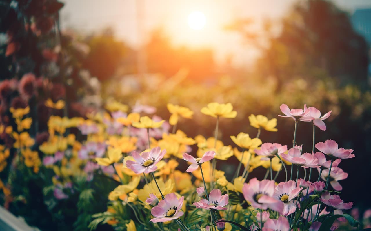 Tuin met bloemen
