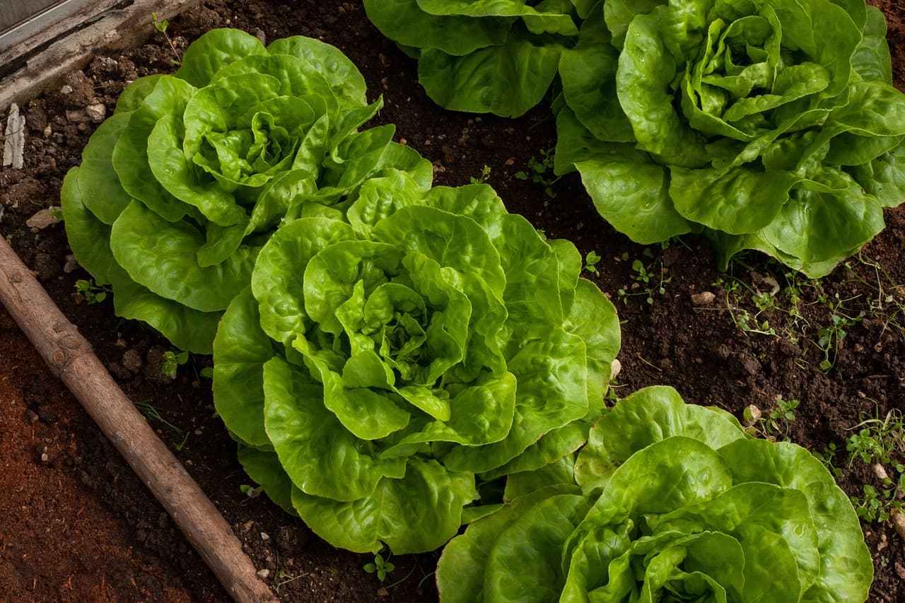 Slakroppen in een moestuin