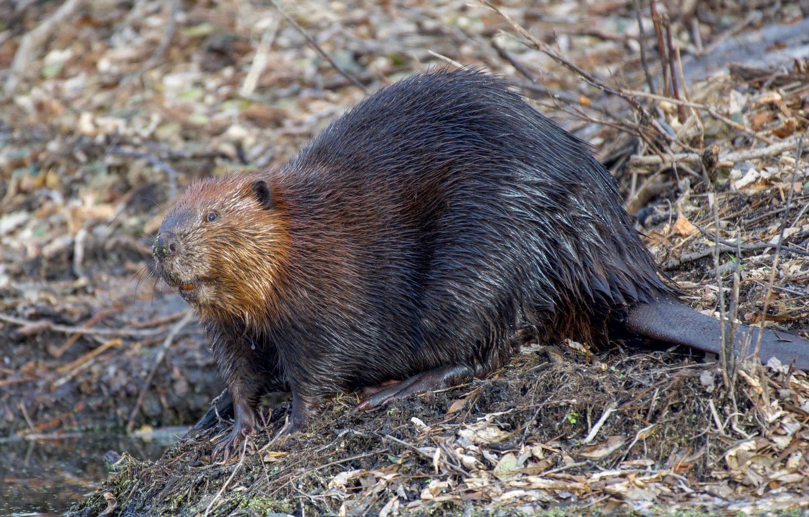 Bever met natte, bruine vacht zittend tussen bladeren en takjes aan de waterkant