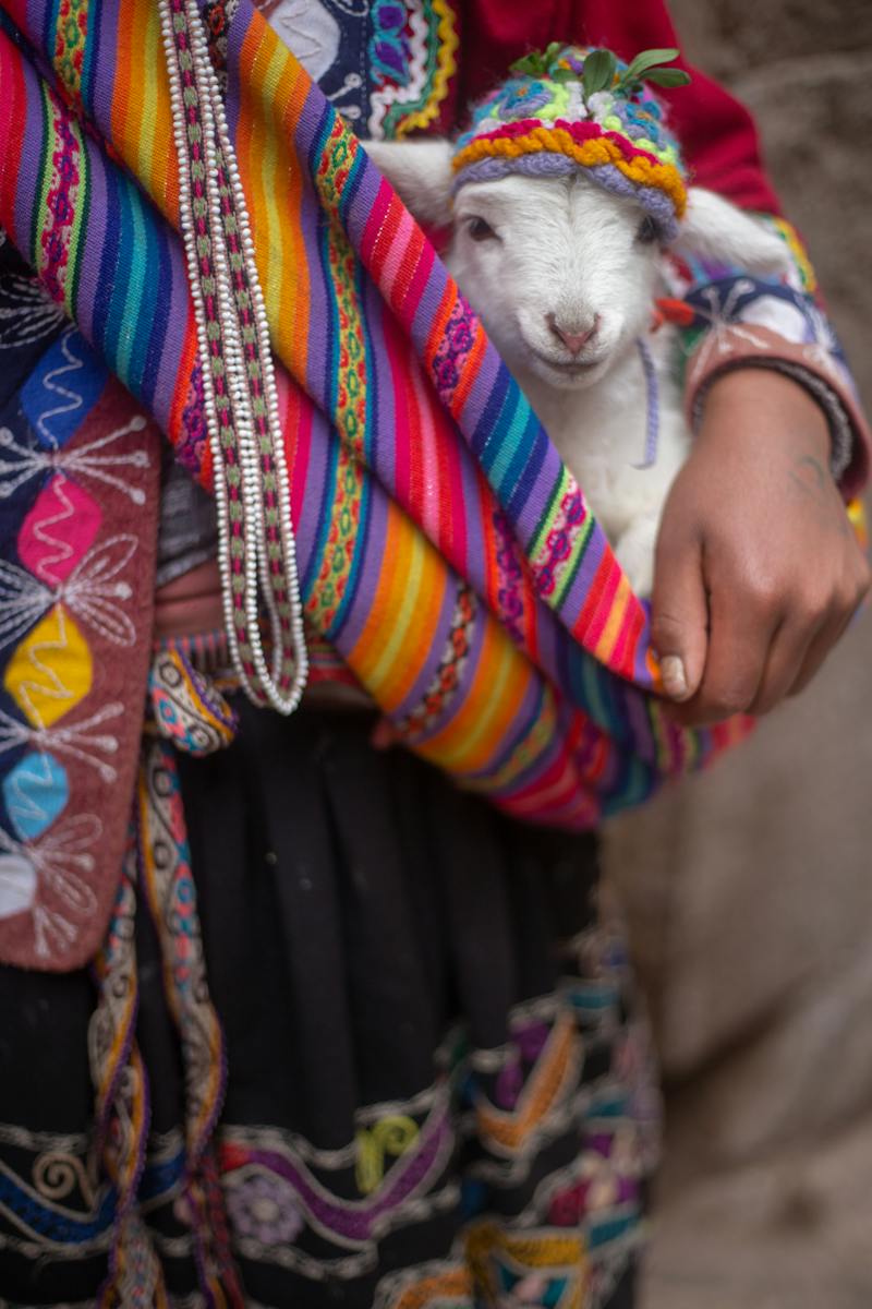 Person Carrying An Alpaca