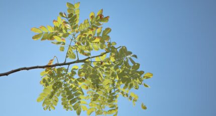 acacia hout