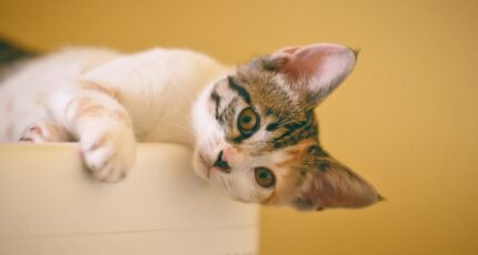 Katten