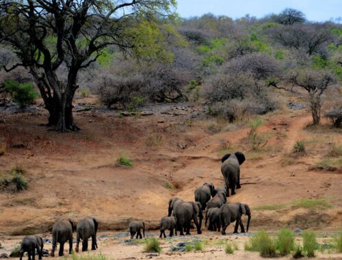 Grote kudde olifantenfamilie