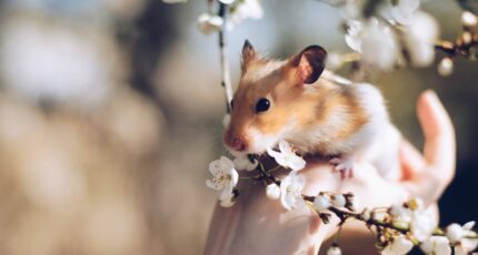 hamster als huisdier