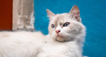 Witte kat ligt op straat