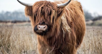 een bruine yak met veel lichaamsbeharing (vacht)