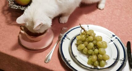 natvoer voer katten