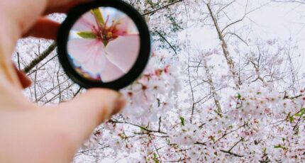 een lens zoomt in op een bloem