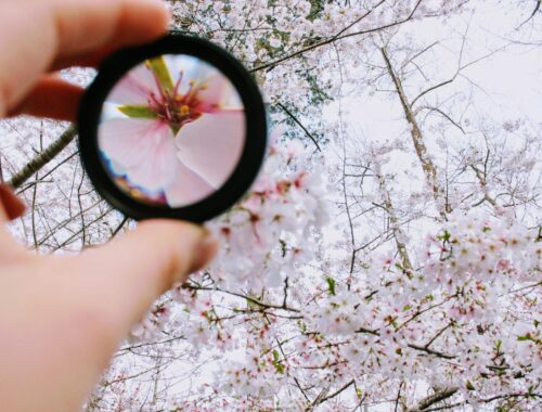 een lens zoomt in op een bloem