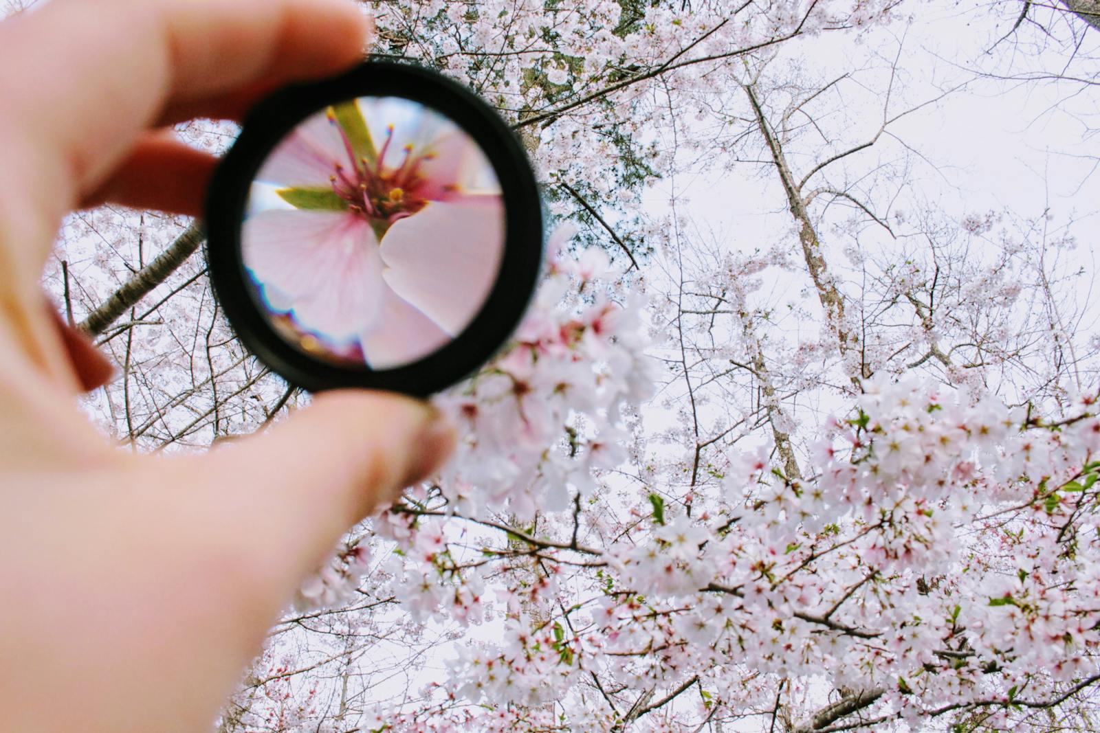 een lens zoomt in op een bloem