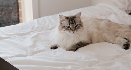 ragdoll kat
