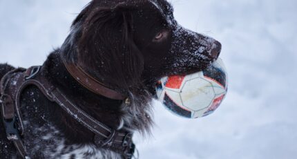 Friese stabij in sneeuw met bal in bek