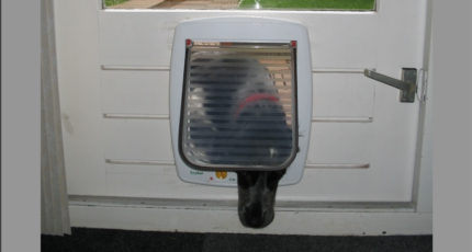 zwarte hond steekt kop door hondenluik