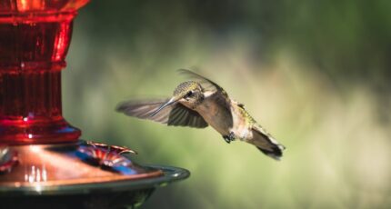 een colibri vliegt naar een voerbak