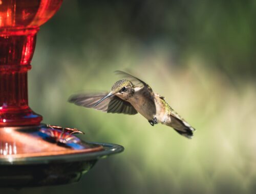 een colibri vliegt naar een voerbak