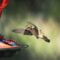 een colibri vliegt naar een voerbak
