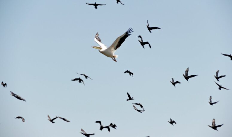Zeemeeuwen aan het migreren