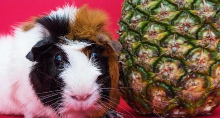 Cavia naast een ananas