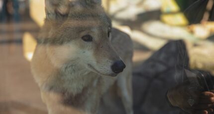 Rustige jonge wolf die achter een hek in een opvang staat en wegkijkt