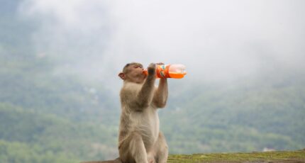 aap drinkt uit een fles