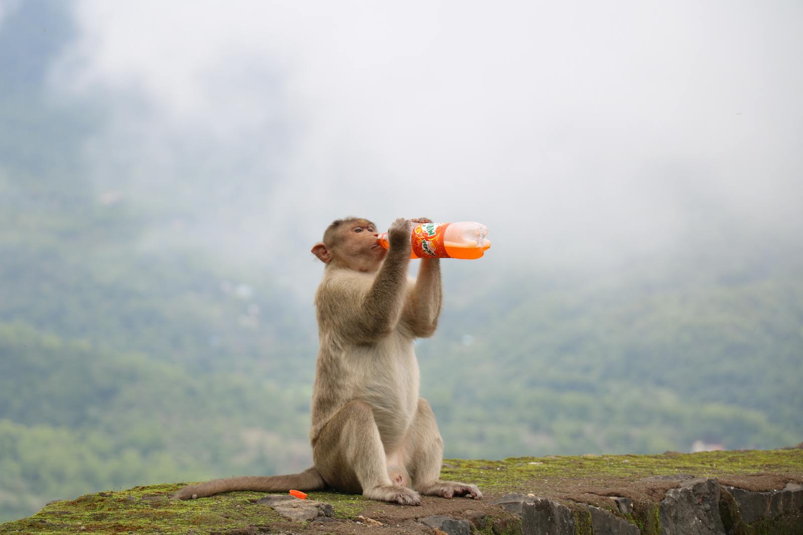 aap drinkt uit een fles