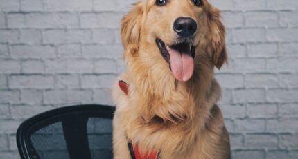 een golden retriever zit op een bureaustoel met tong uit de bek