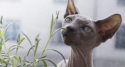 a hairless cat in grey