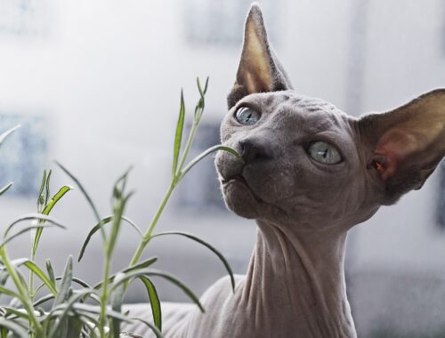 a hairless cat in grey