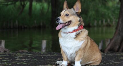 een corgi met een halsband