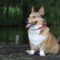 een corgi met een halsband