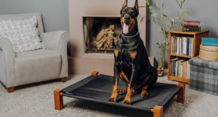een grote hond op een hondenbed van leer