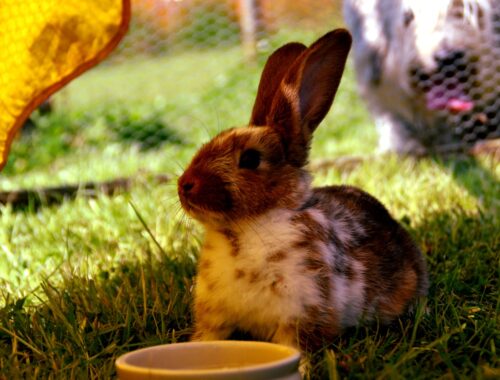 foto van een konijn in een hok op groen gras