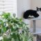 een schattige zwart-witte kat ligt op een krabpaal om zich heen te kijken