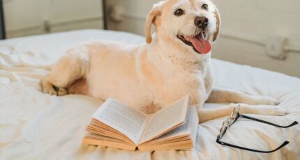 Blonde Labrador Retriever gelukkig liggend op bed met bril en boek