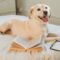 Blonde Labrador Retriever gelukkig liggend op bed met bril en boek