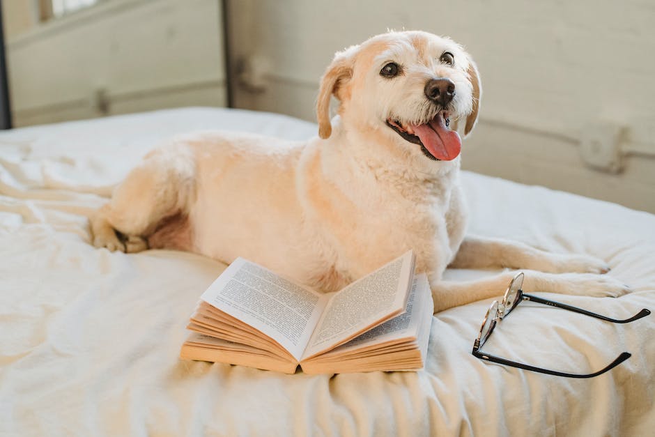 Blonde Labrador Retriever gelukkig liggend op bed met bril en boek