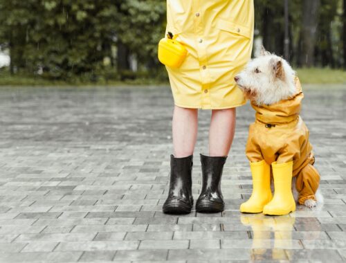 een hond zit in een gele regenjas naast een persoon met gele regenlaarzen