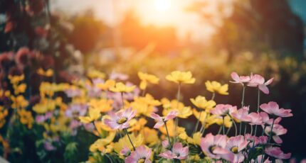 Tuin met bloemen