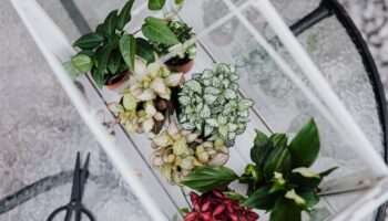 Diverse planten in potten in een glazen container